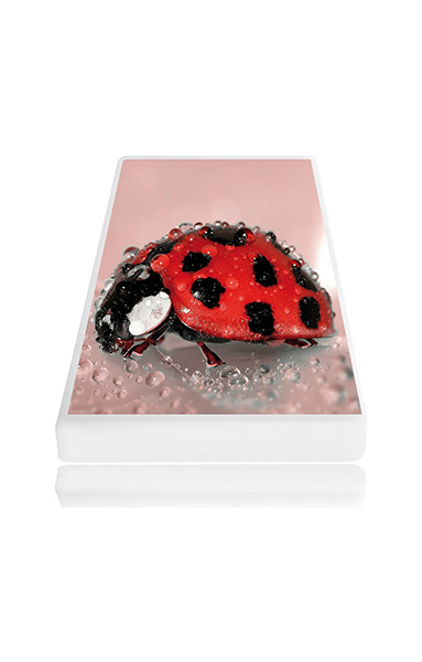 Coccinella mini